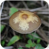 Psilocybe azurescens image