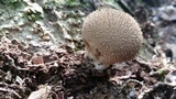 Lycoperdon echinatum image