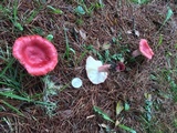Russula sanguinaria image