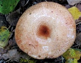 Paxillus involutus image