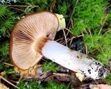 Cortinarius mucosus image