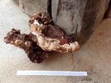 Ganoderma polychromum image
