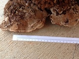 Ganoderma polychromum image
