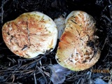 Tricholoma zelleri image