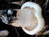 Tricholoma zelleri image