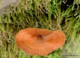 Coltricia cinnamomea image