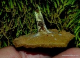 Coltricia cinnamomea image