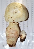 Amanita rhopalopus image