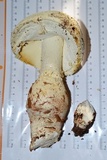 Amanita rhopalopus image