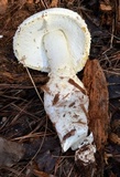 Amanita rhopalopus image