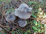Tricholoma terreum image