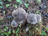 Tricholoma terreum image