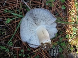 Tricholoma terreum image