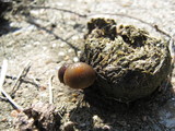 Psilocybe coprophila image