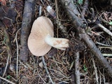 Lactarius vinaceorufescens image