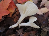Cuphophyllus borealis image