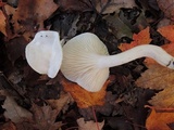 Cuphophyllus borealis image