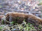 Xylobolus subpileatus image