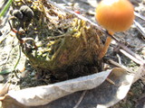 Psilocybe coprophila image
