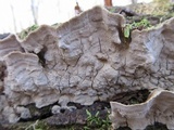 Xylobolus subpileatus image