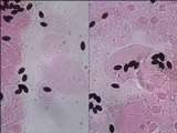 Coprinellus limicola image