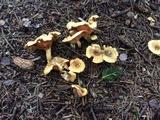 Hygrophoropsis aurantiaca image