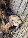 Mycena galericulata image