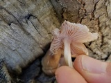 Mycena galericulata image