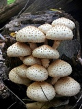 Pholiota squarrosoides image