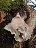 Pleurotus dryinus image