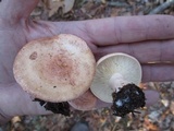 Lactarius vinaceorufescens image