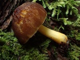 Pluteus romellii image