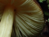 Pluteus romellii image