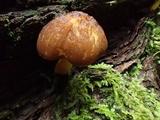 Pluteus romellii image