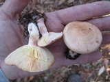 Lactarius vinaceorufescens image