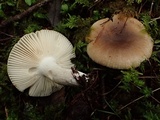 Russula sororia image
