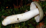 Russula aeruginea image