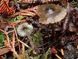 Mycena algeriensis image