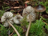 Mycena algeriensis image