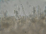 Mycena algeriensis image