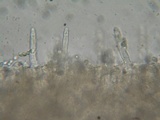 Mycena algeriensis image