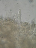 Mycena algeriensis image