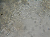 Mycena algeriensis image