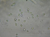 Mycena algeriensis image