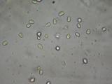 Mycena algeriensis image
