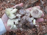 Tricholoma portentosum image