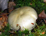 Russula aeruginea image