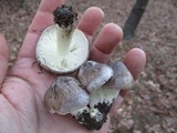 Tricholoma portentosum image