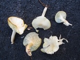Cuphophyllus virgineus image