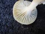 Cuphophyllus virgineus image